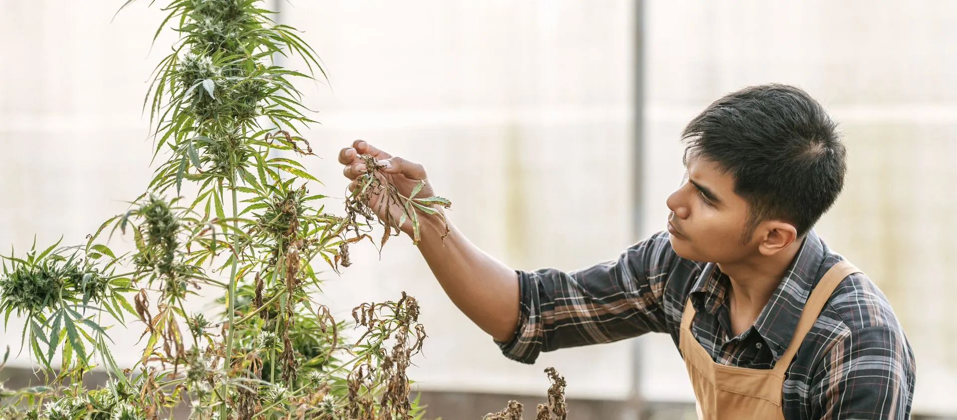 Cannabis Web Design That Supports Programmatic Advertising Success